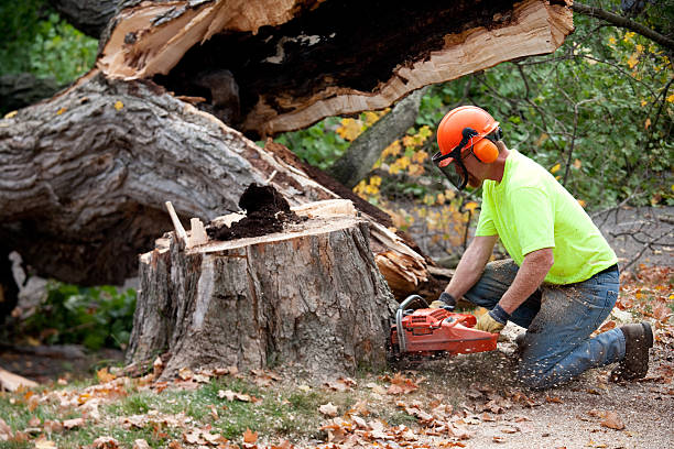 Best Professional Tree Care  in Home, WA